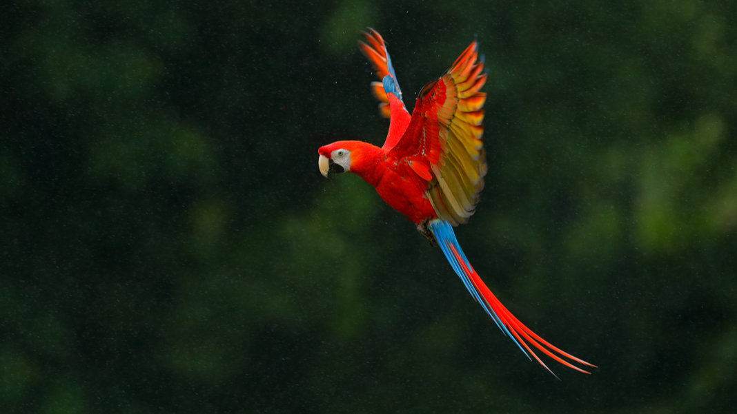 Cool bird with red, white, blue, yellow colors!