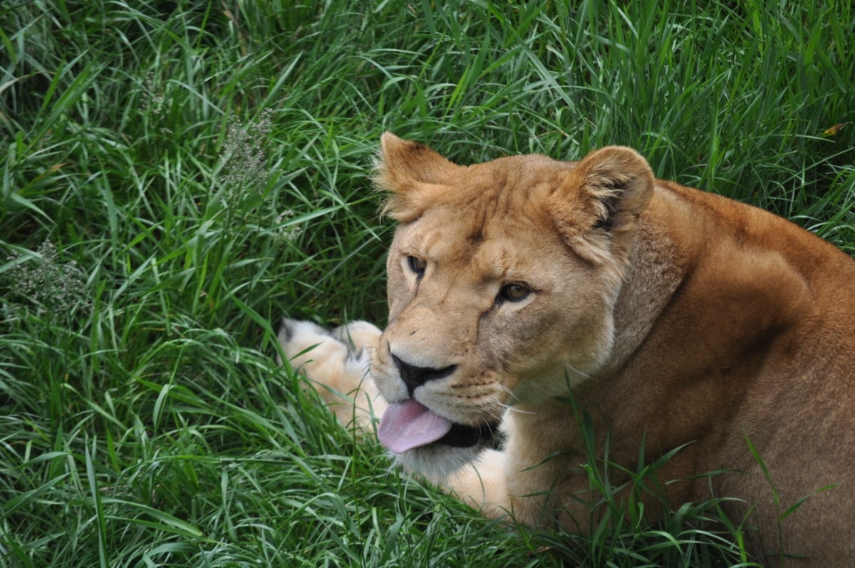 Picture of a lion laying in grass