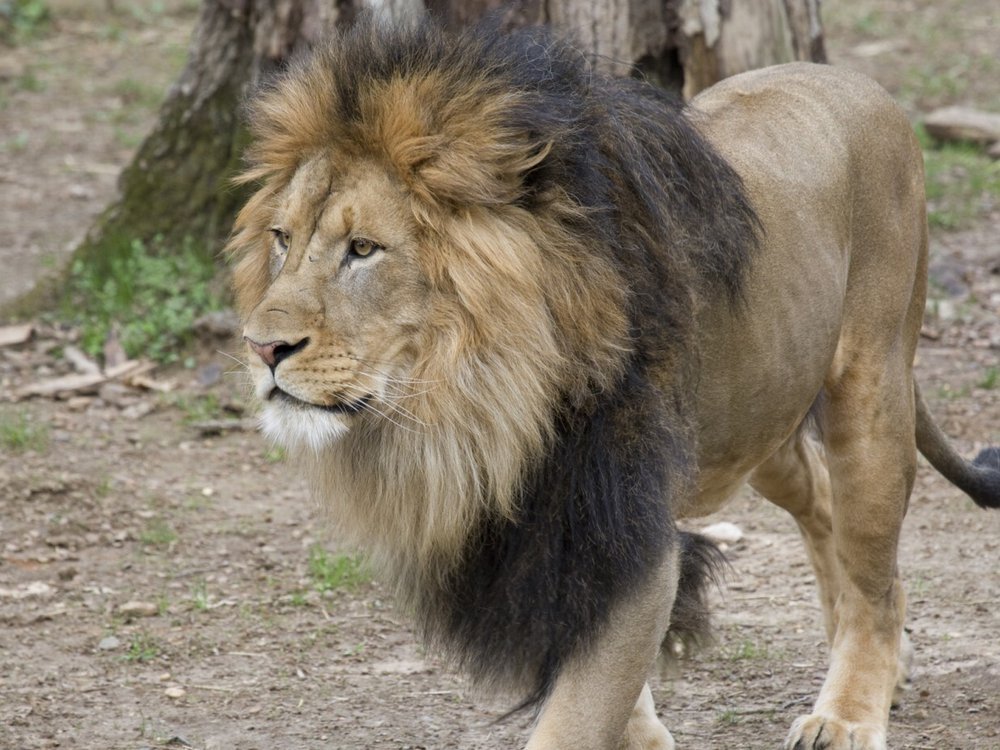 Picture of a lion in a wooded area