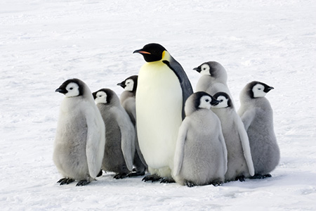 Picture of penguins