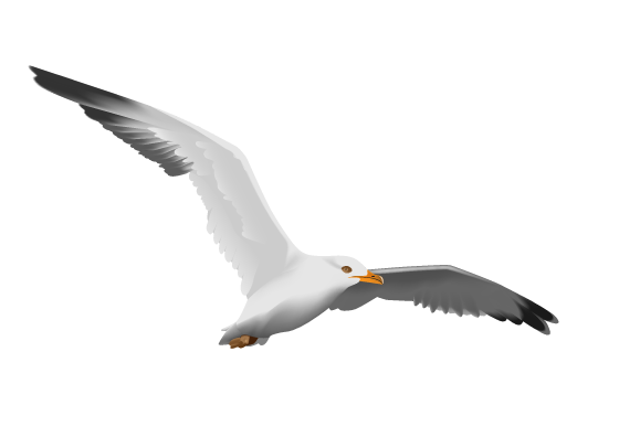 Picture of seagulls